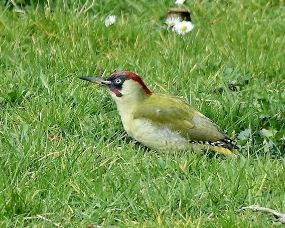 green woodpecker